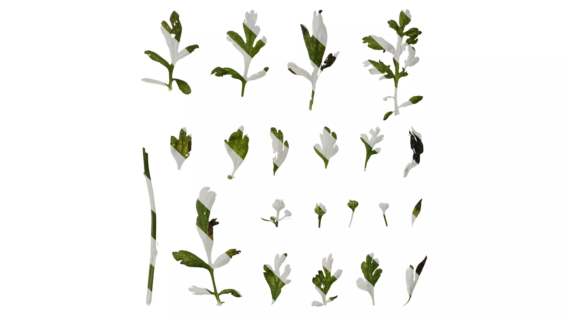 Anydrafts Chamaemelum nobile flore plena Leaf 02 Texture_0