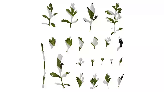 Anydrafts Chamaemelum nobile flore plena Leaf 02