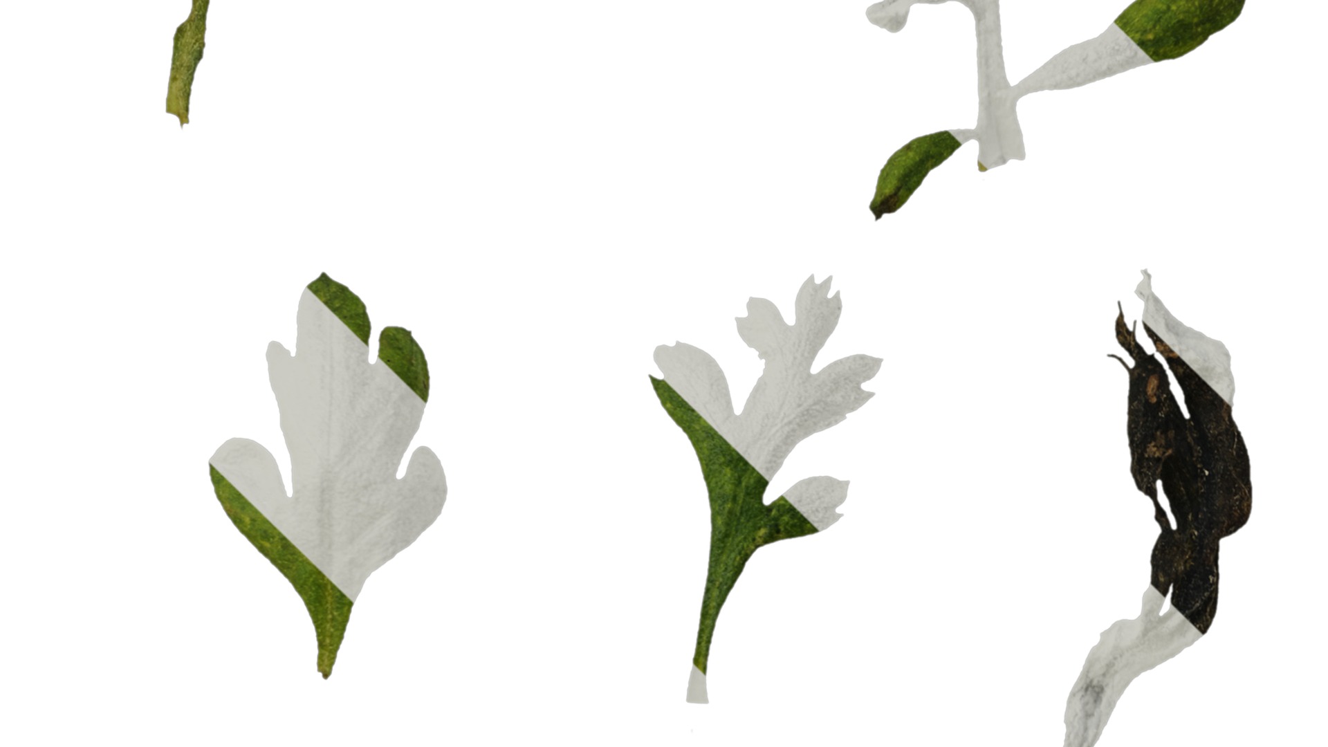 Anydrafts Chamaemelum nobile flore plena Leaf 02 Texture_4