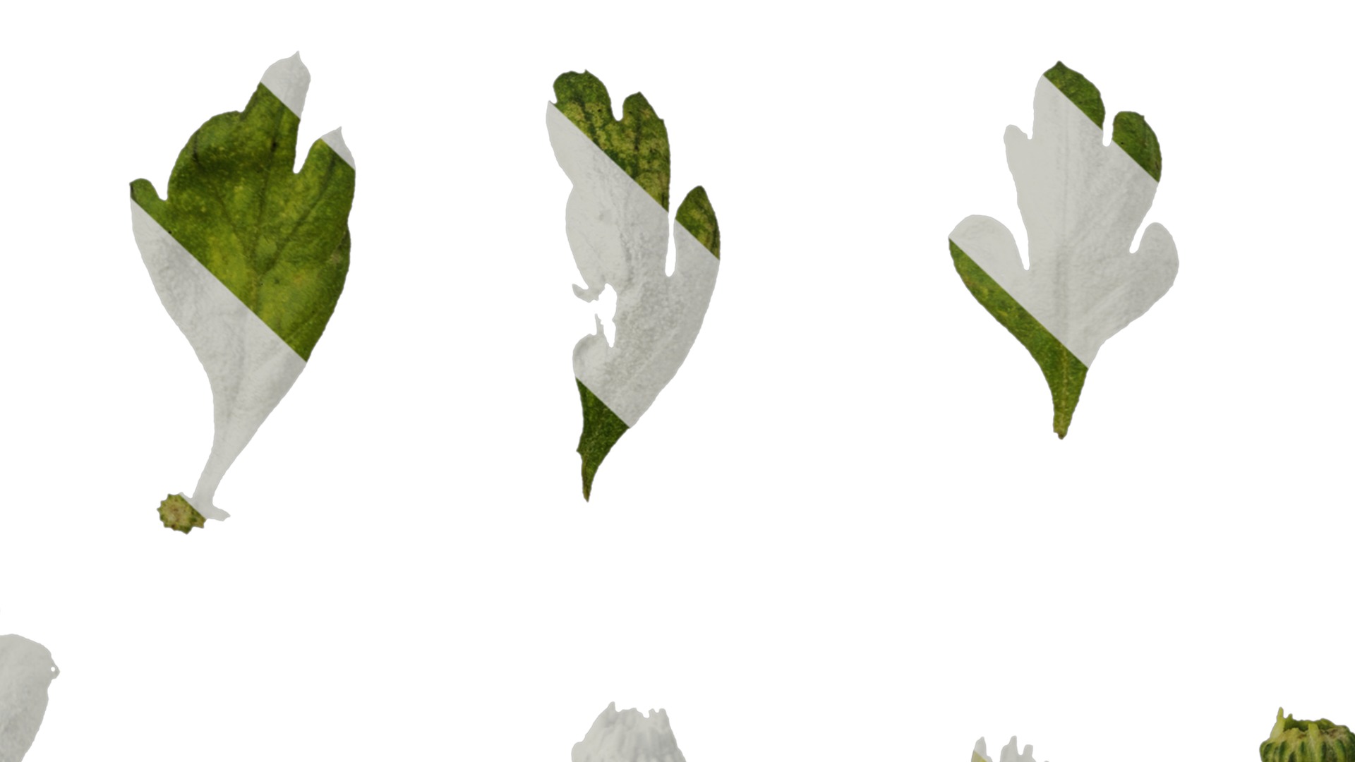 Anydrafts Chamaemelum nobile flore plena Leaf 02 Texture_7