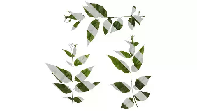 Anydrafts Chimonanthus praecox Atlas 05