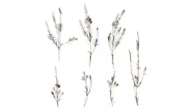 Anydrafts Chamelaucium uncinatum Atlas 10