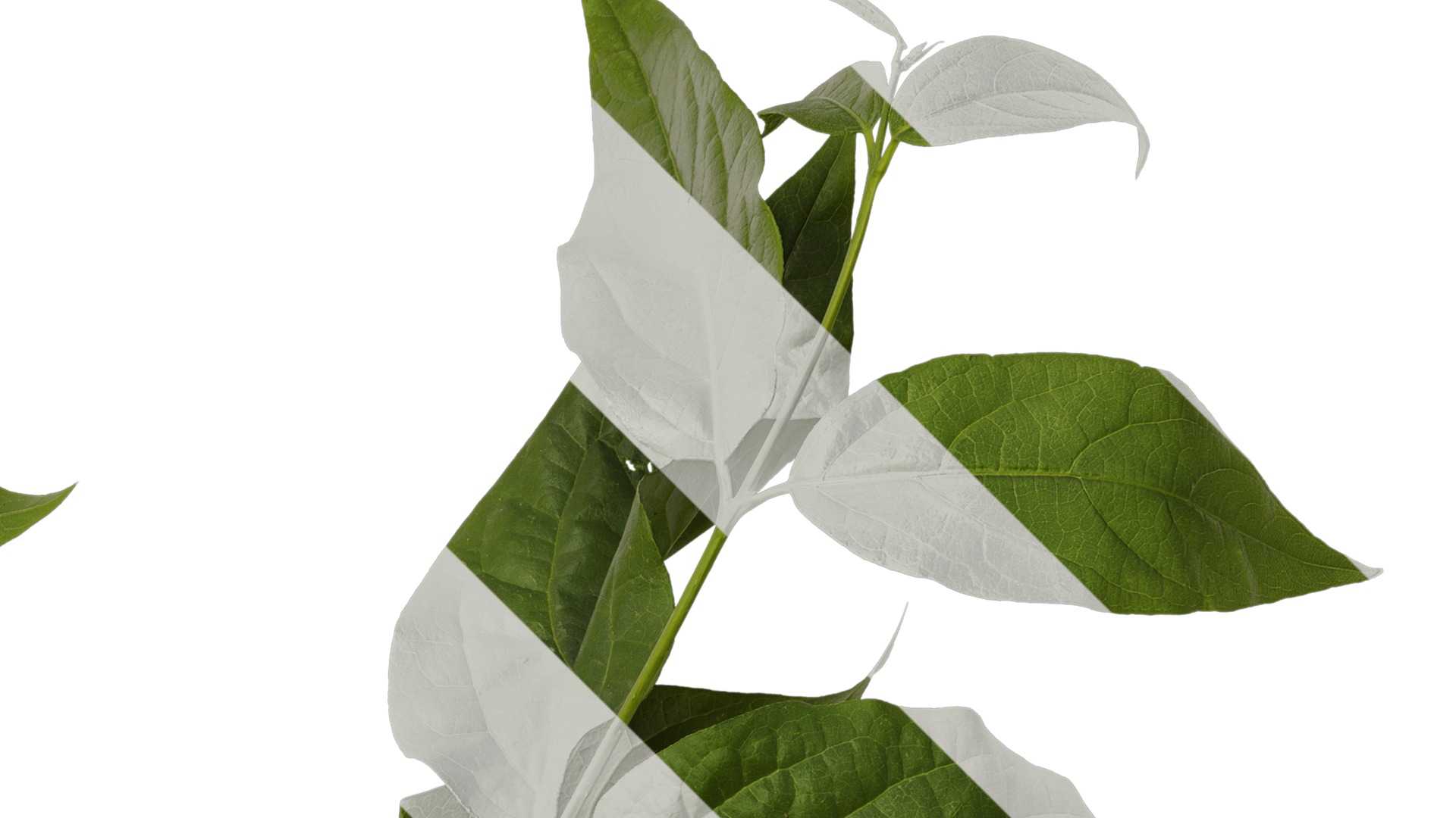 Anydrafts Chimonanthus praecox Atlas 06 Texture_2