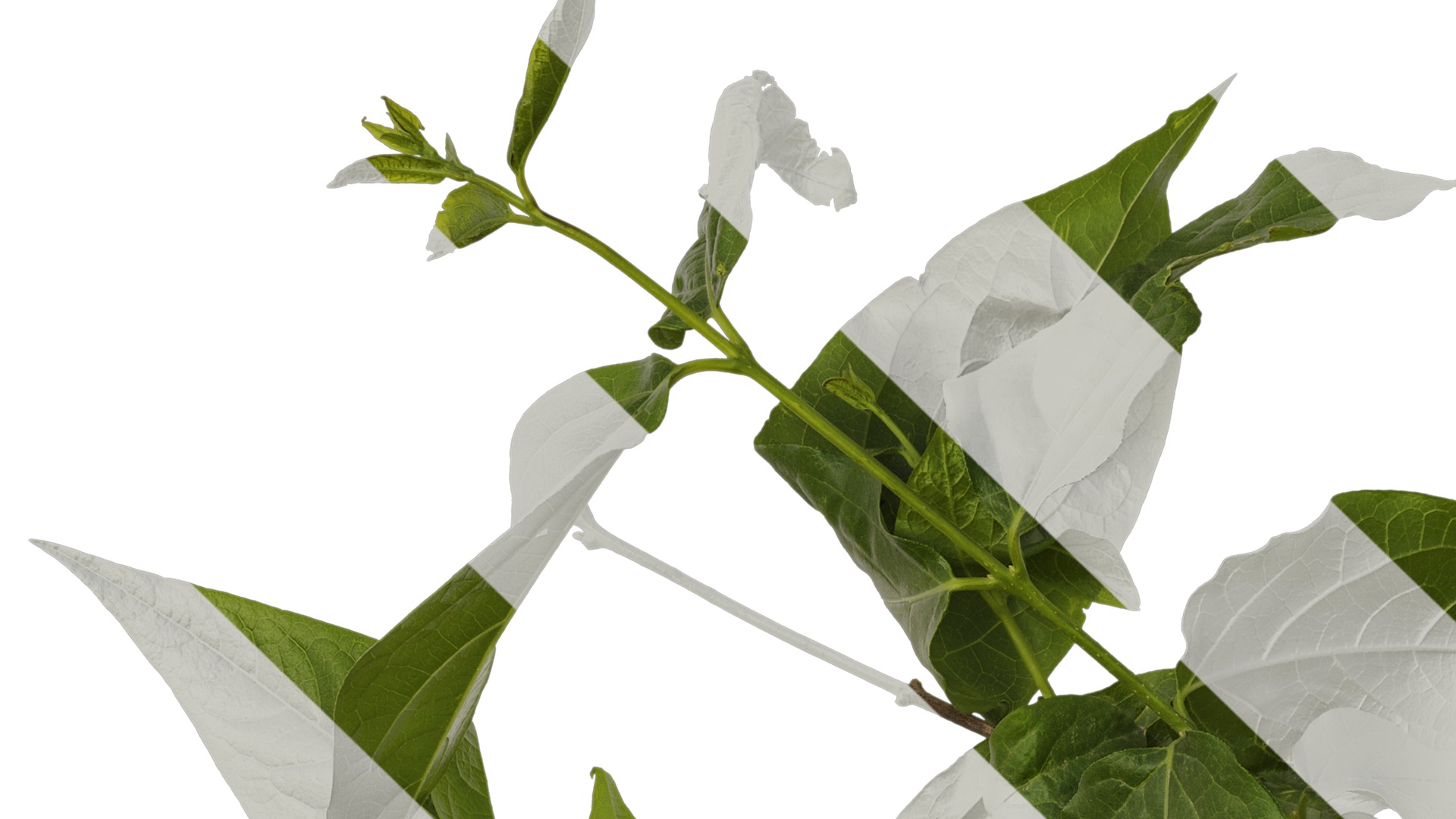 Anydrafts Chimonanthus praecox Atlas 06 Texture_1