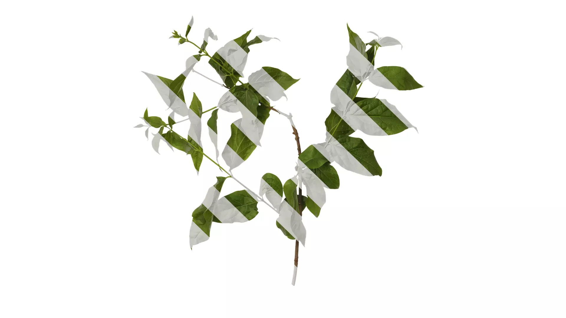 Anydrafts Chimonanthus praecox Atlas 06 Texture_0