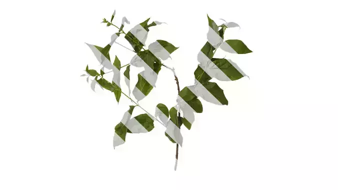 Anydrafts Chimonanthus praecox Atlas 06