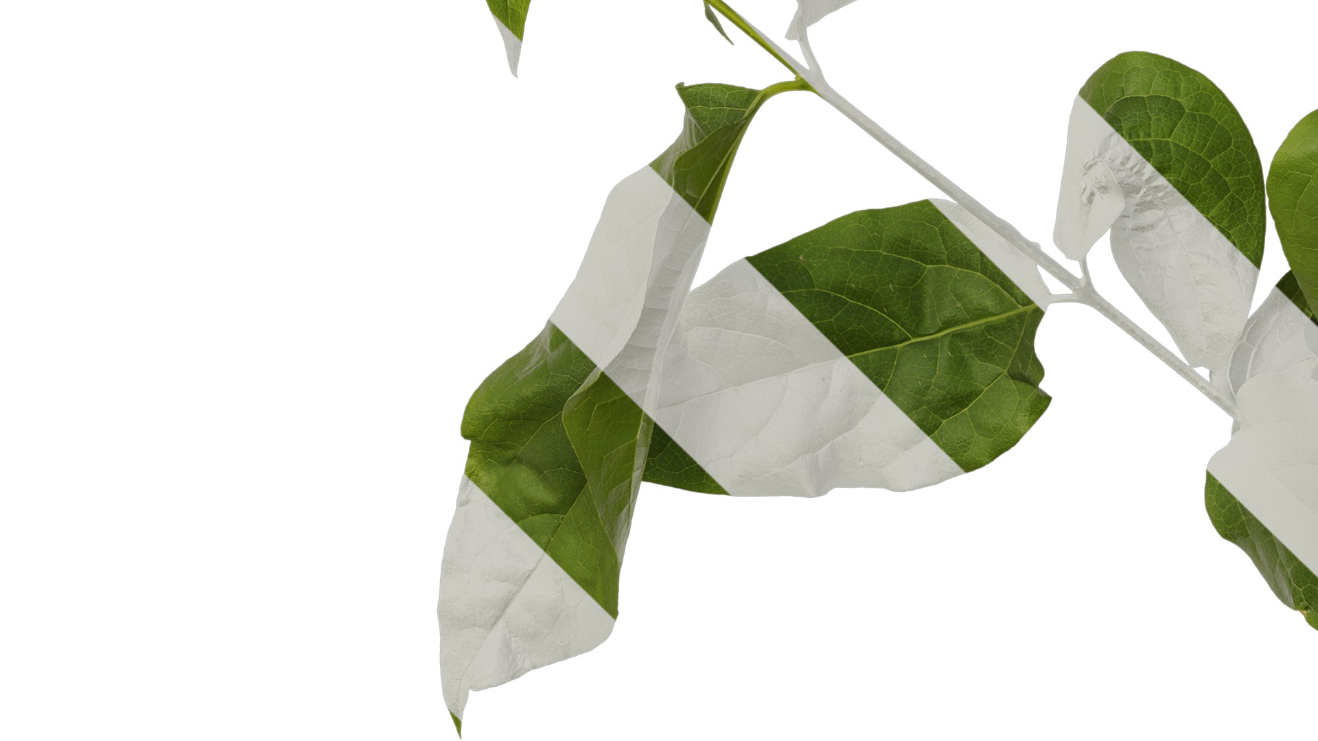 Anydrafts Chimonanthus praecox Atlas 06 Texture_5