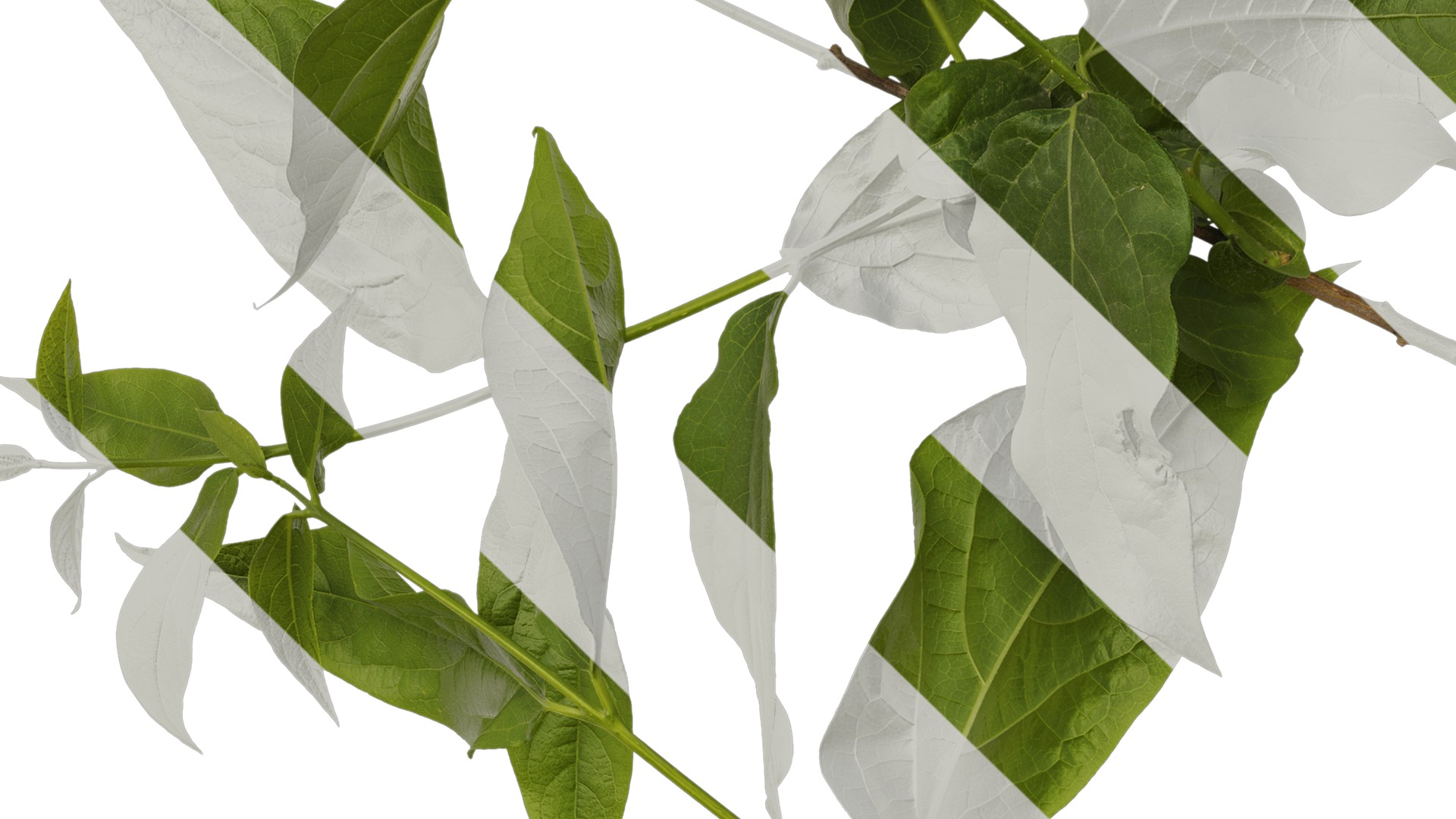 Anydrafts Chimonanthus praecox Atlas 06 Texture_3