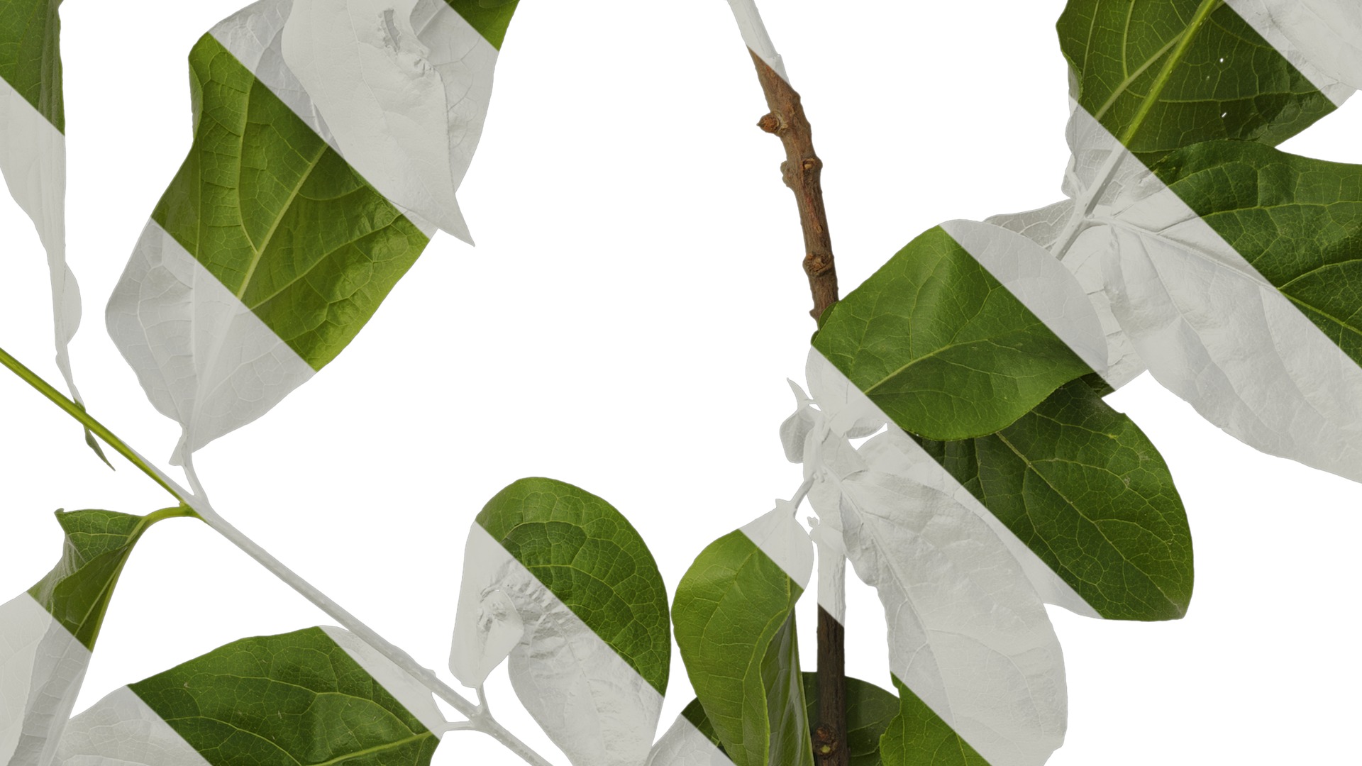 Anydrafts Chimonanthus praecox Atlas 06 Texture_7