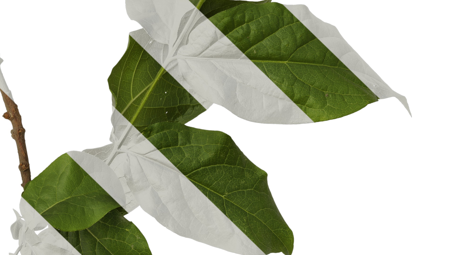 Anydrafts Chimonanthus praecox Atlas 06 Texture_4