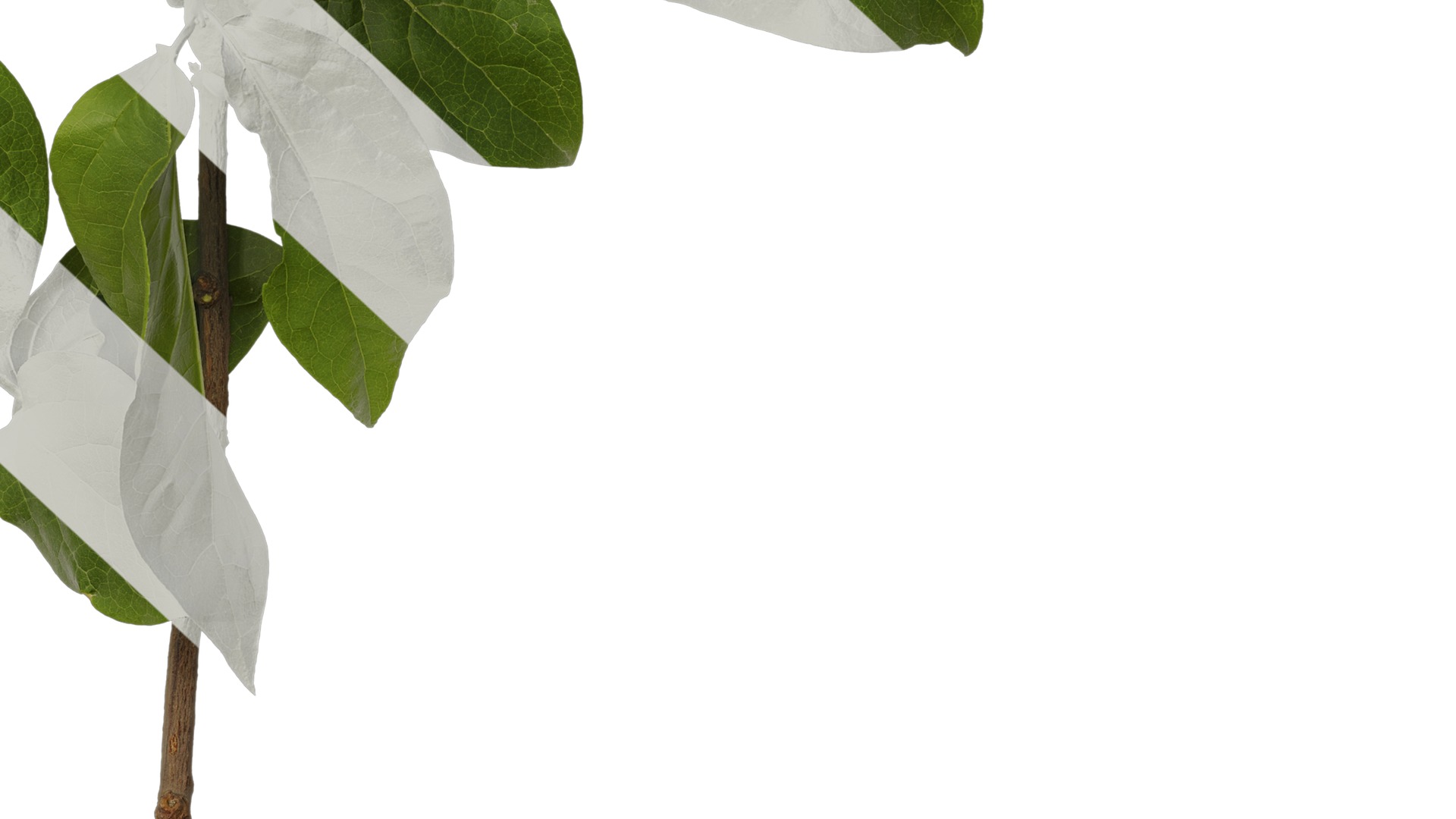 Anydrafts Chimonanthus praecox Atlas 06 Texture_6