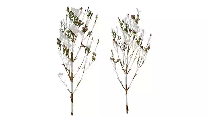 Anydrafts Chamelaucium uncinatum Atlas 11