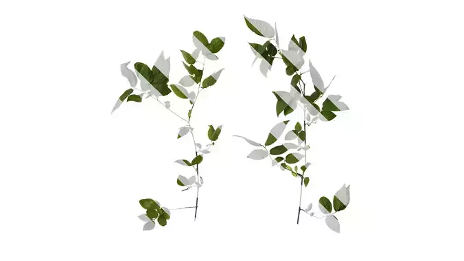 Anydrafts Chimonanthus praecox Atlas 07