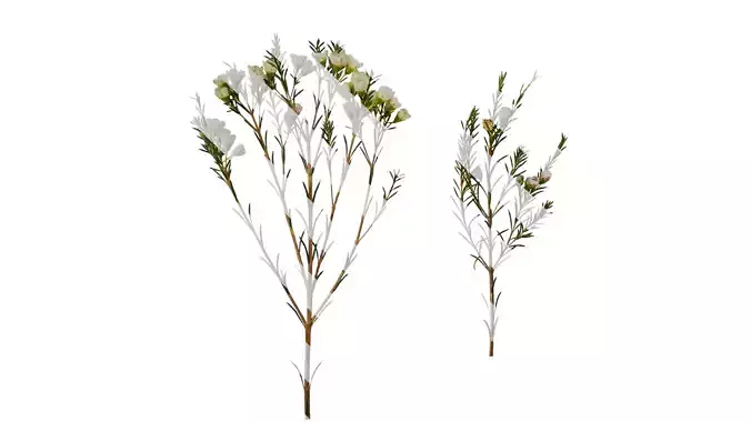 Anydrafts Chamelaucium uncinatum Atlas 12