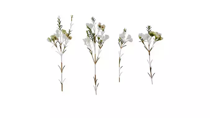 Anydrafts Chamelaucium uncinatum Atlas 13 Texture
