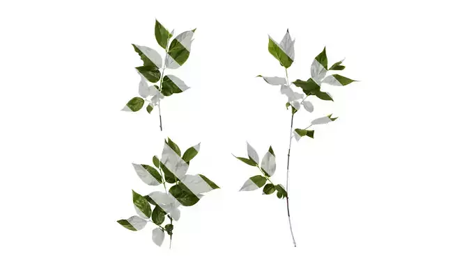 Anydrafts Chimonanthus praecox Atlas 08