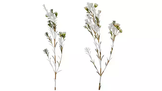 Anydrafts Chamelaucium uncinatum Atlas 14