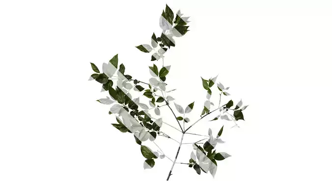 Anydrafts Chimonanthus praecox Atlas 09