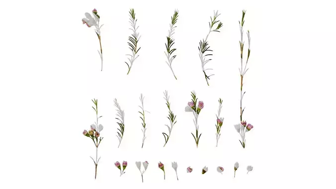 Anydrafts Chamelaucium uncinatum Atlas 15