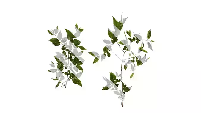 Anydrafts Chimonanthus praecox Atlas 10