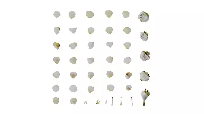 Anydrafts Chamelaucium uncinatum Flower 01