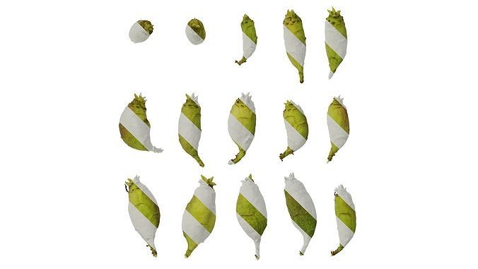 Anydrafts Chimonanthus praecox Fruit 02 Texture