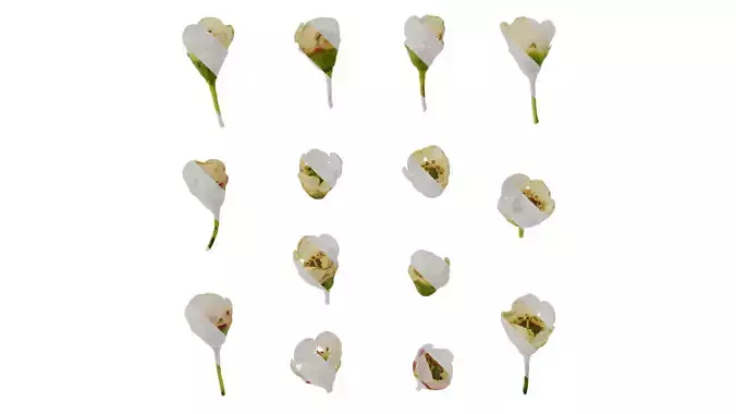 Anydrafts Chamelaucium uncinatum Flower 02