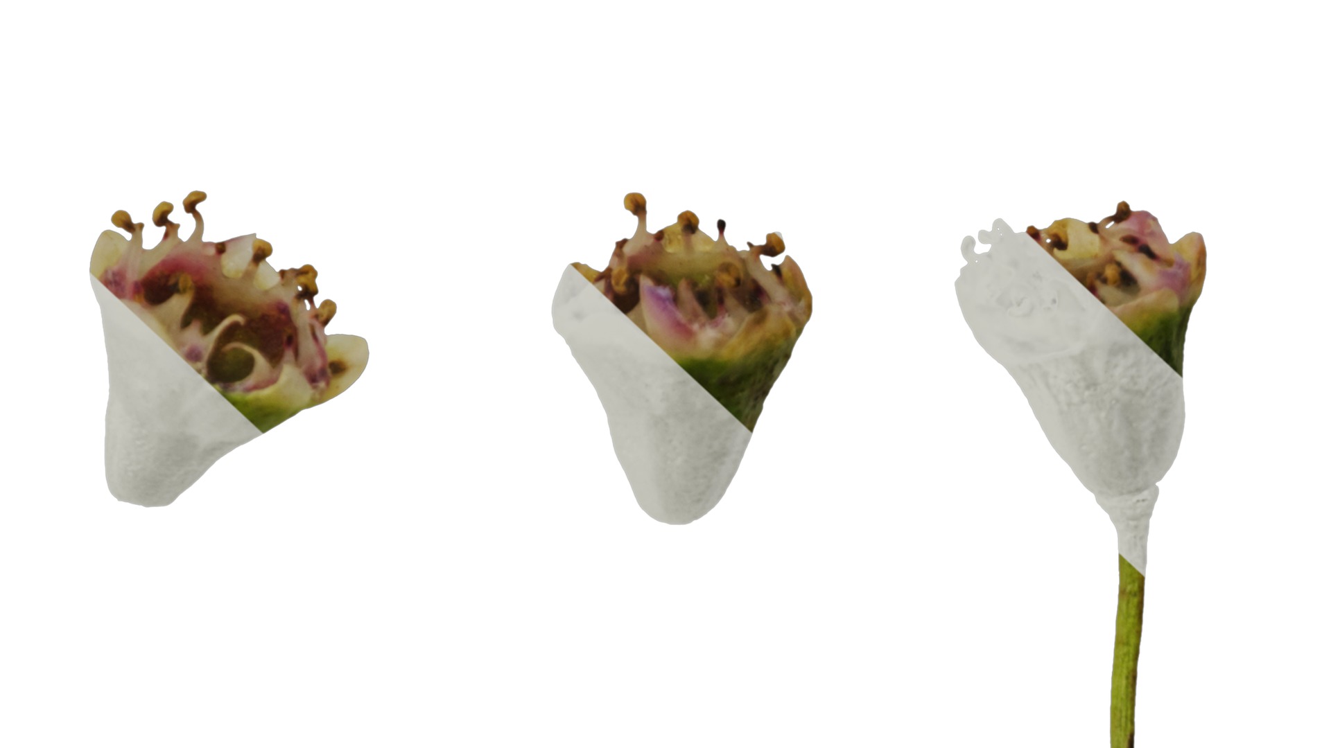 Anydrafts Chamelaucium uncinatum Flower 03 Texture_6