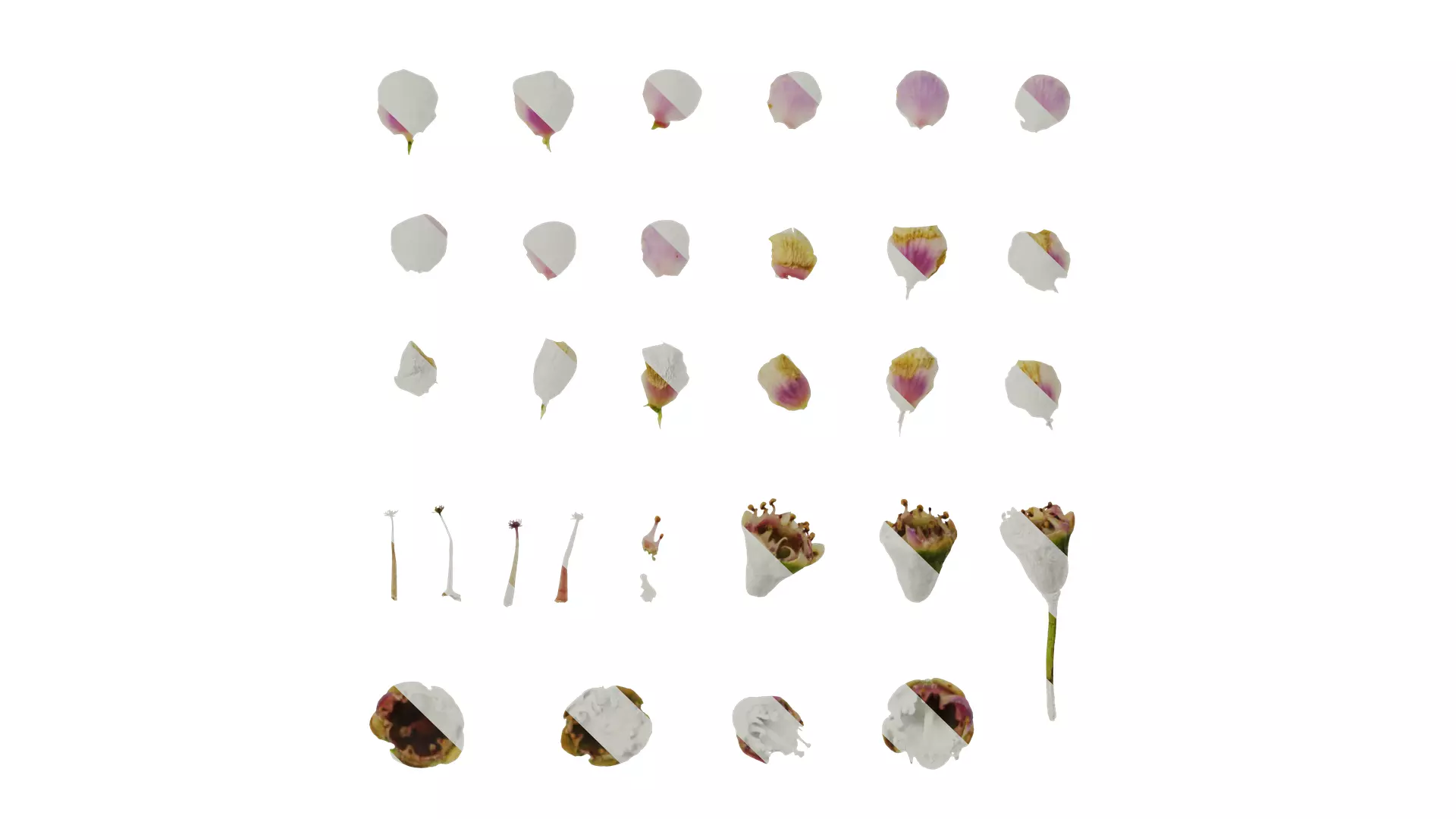 Anydrafts Chamelaucium uncinatum Flower 03 Texture_0