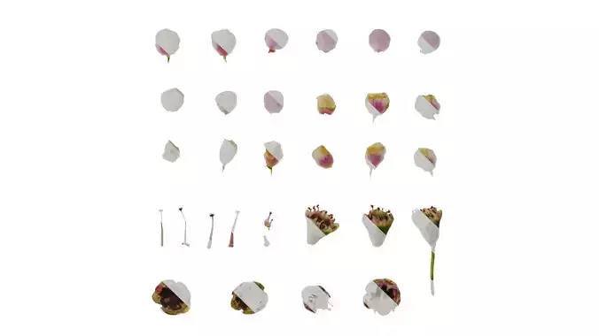 Anydrafts Chamelaucium uncinatum Flower 03