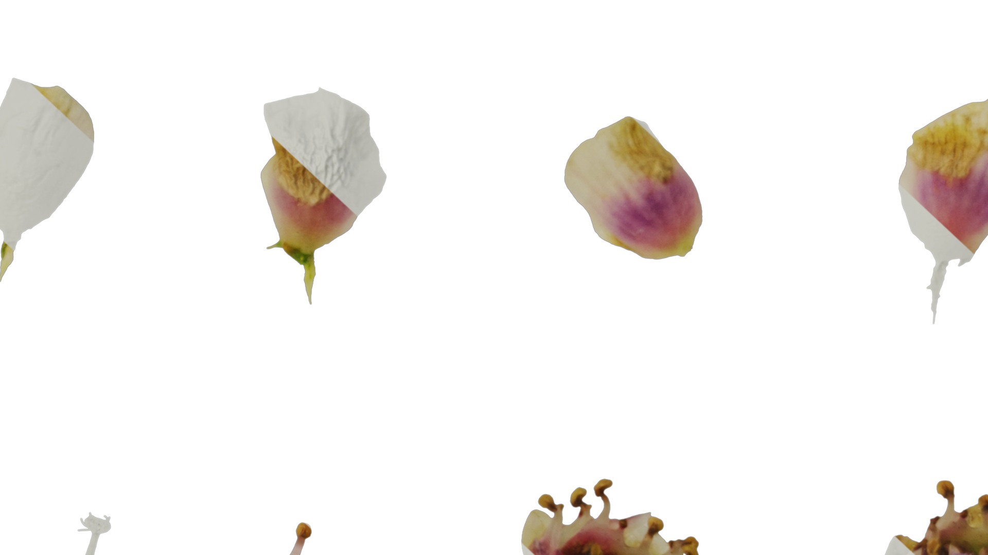 Anydrafts Chamelaucium uncinatum Flower 03 Texture_7