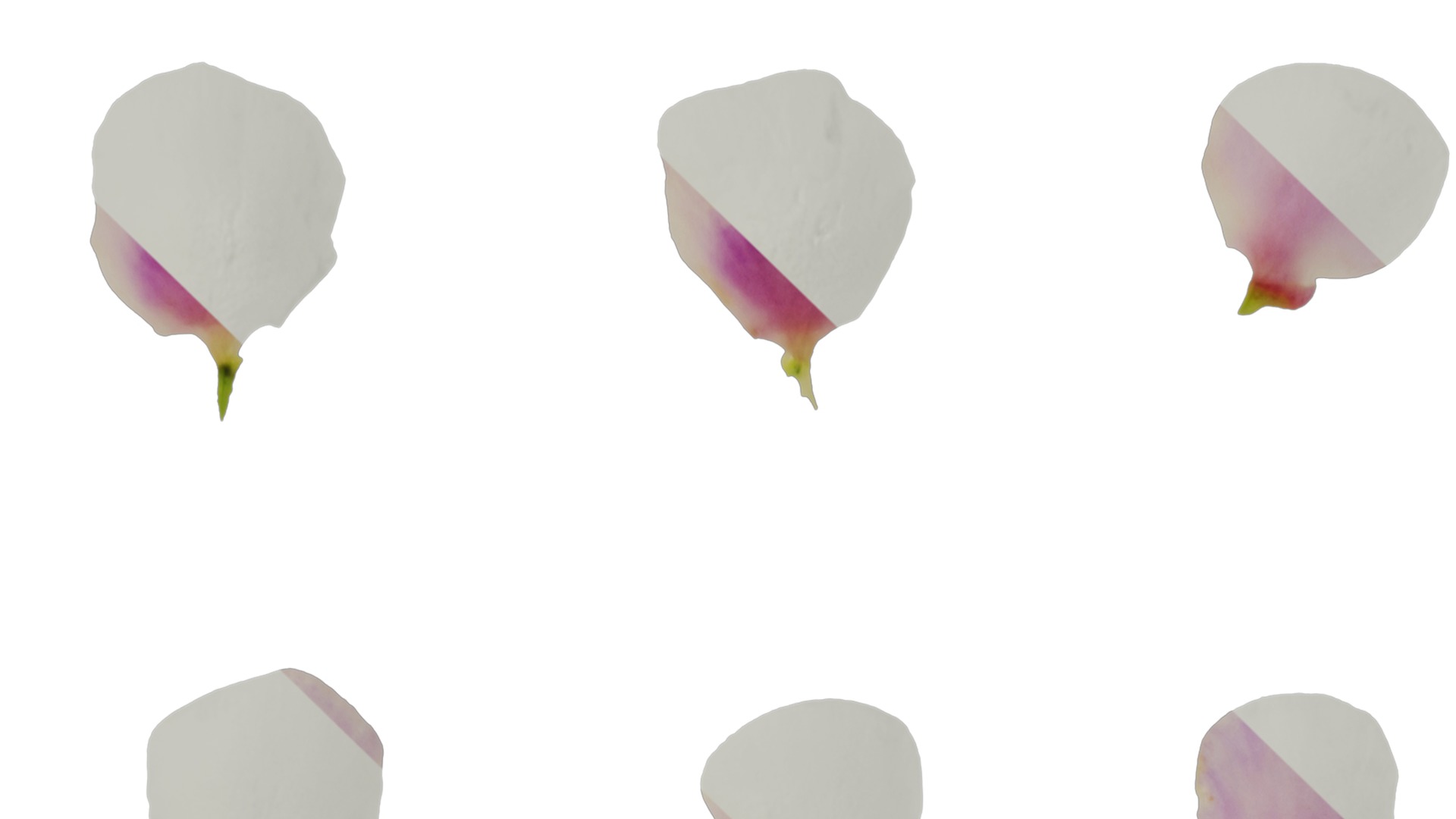 Anydrafts Chamelaucium uncinatum Flower 03 Texture_1