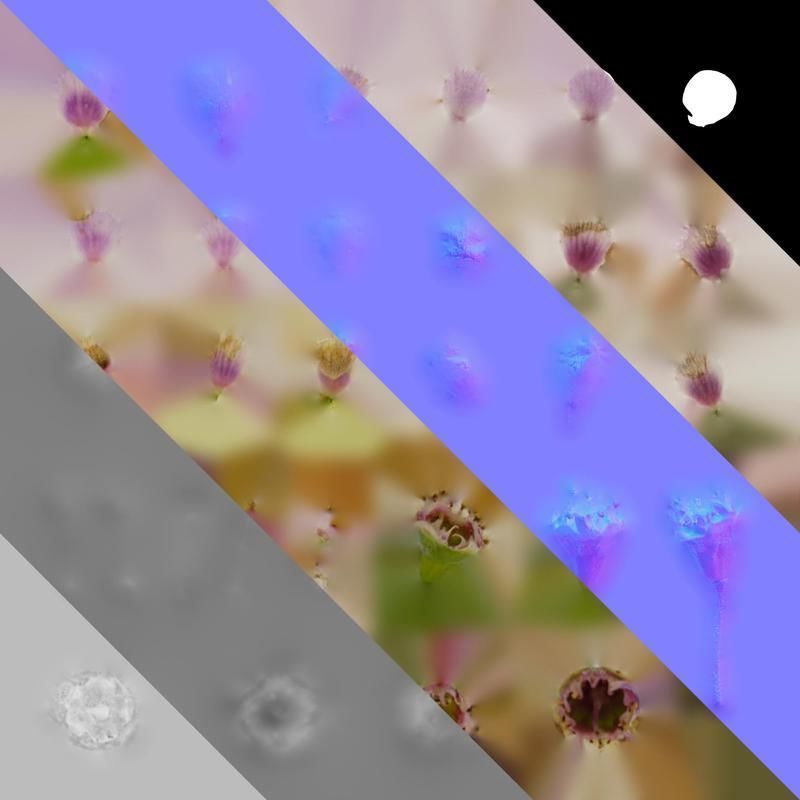 Anydrafts Chamelaucium uncinatum Flower 03 Texture_8