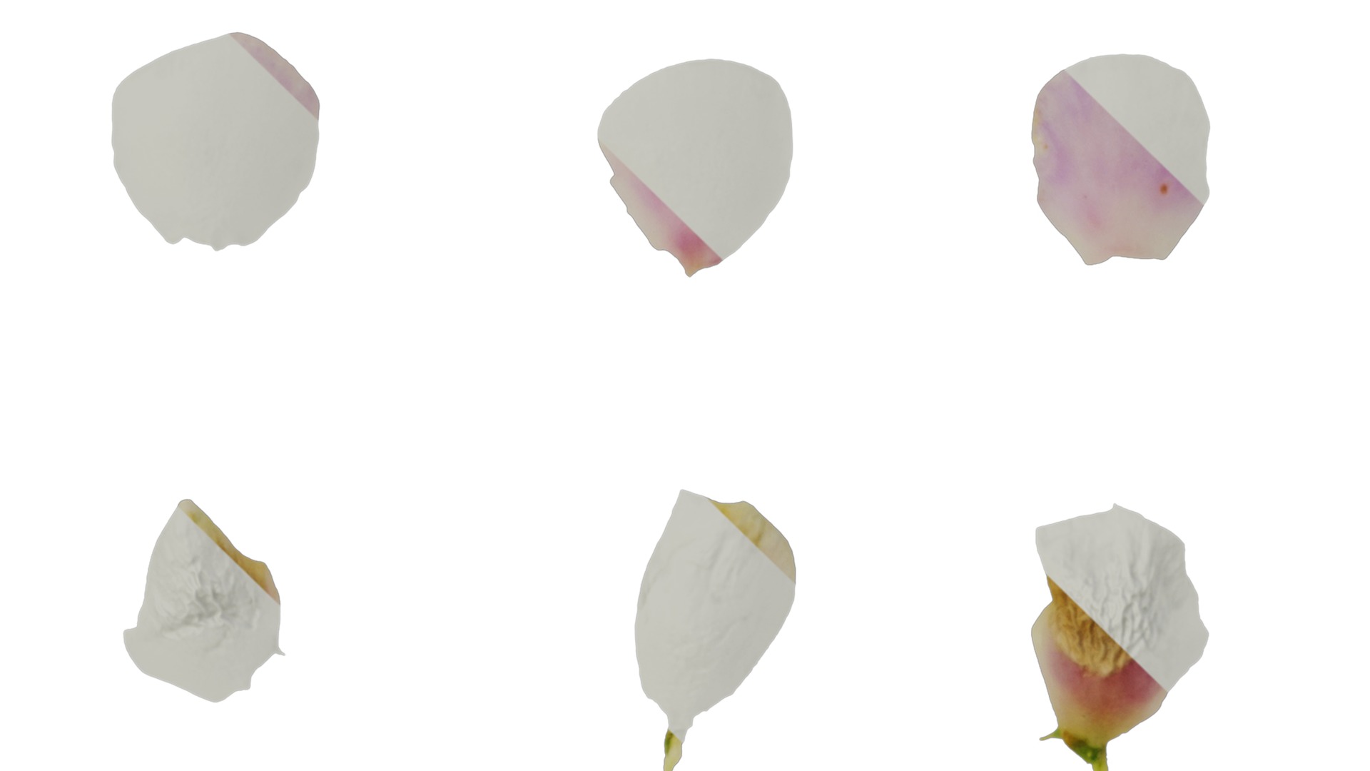 Anydrafts Chamelaucium uncinatum Flower 03 Texture_3