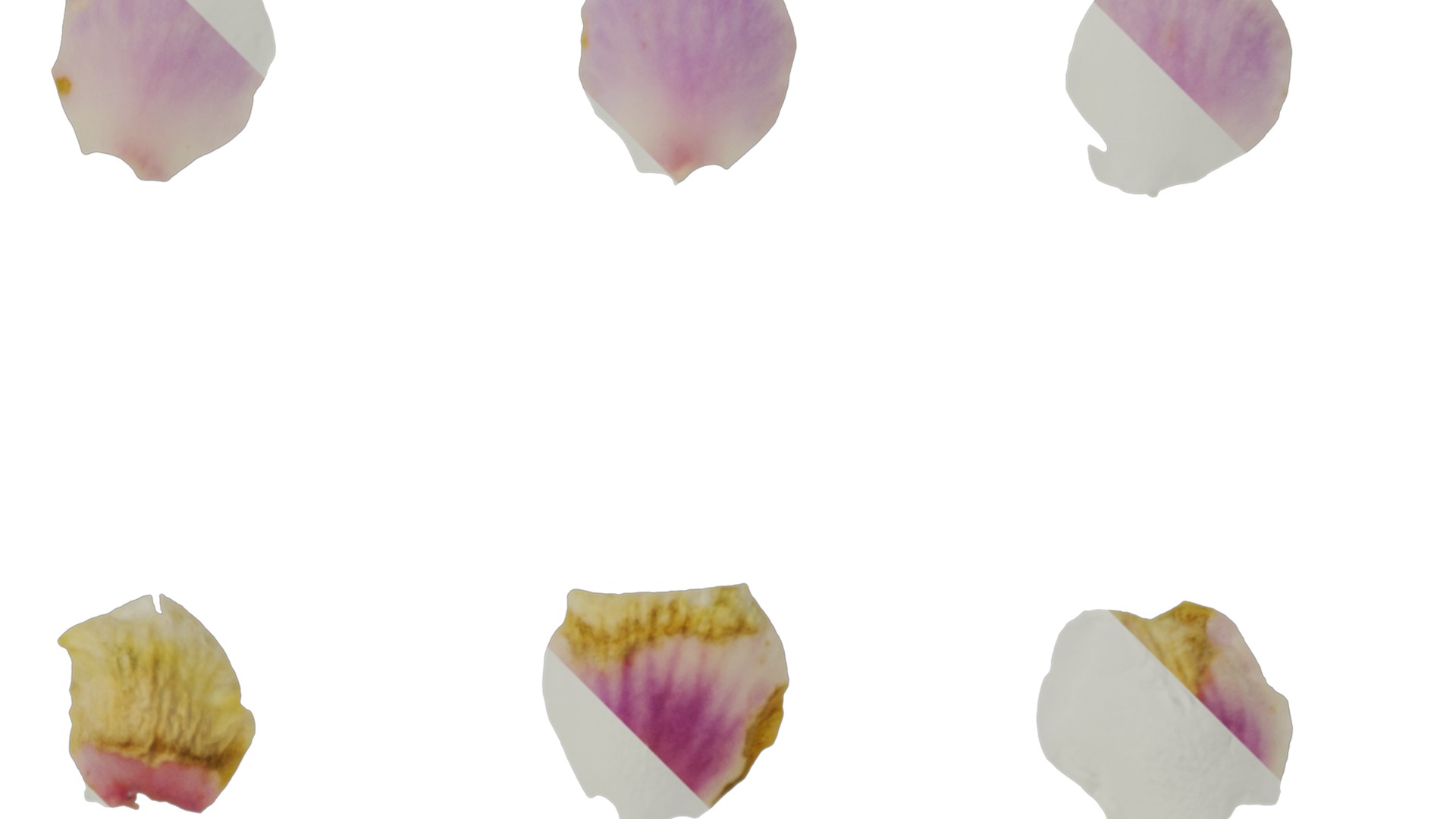 Anydrafts Chamelaucium uncinatum Flower 03 Texture_2