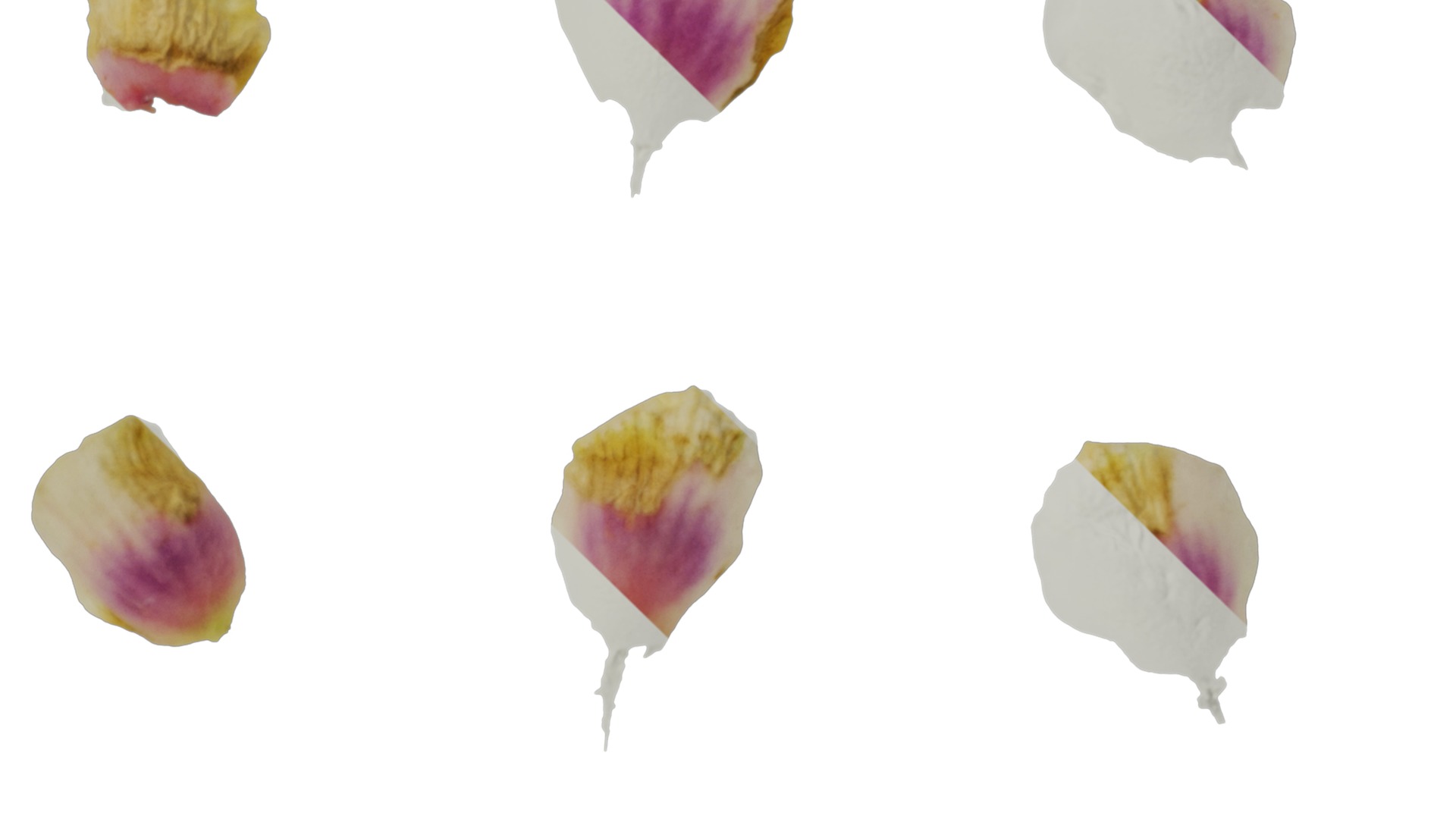 Anydrafts Chamelaucium uncinatum Flower 03 Texture_4