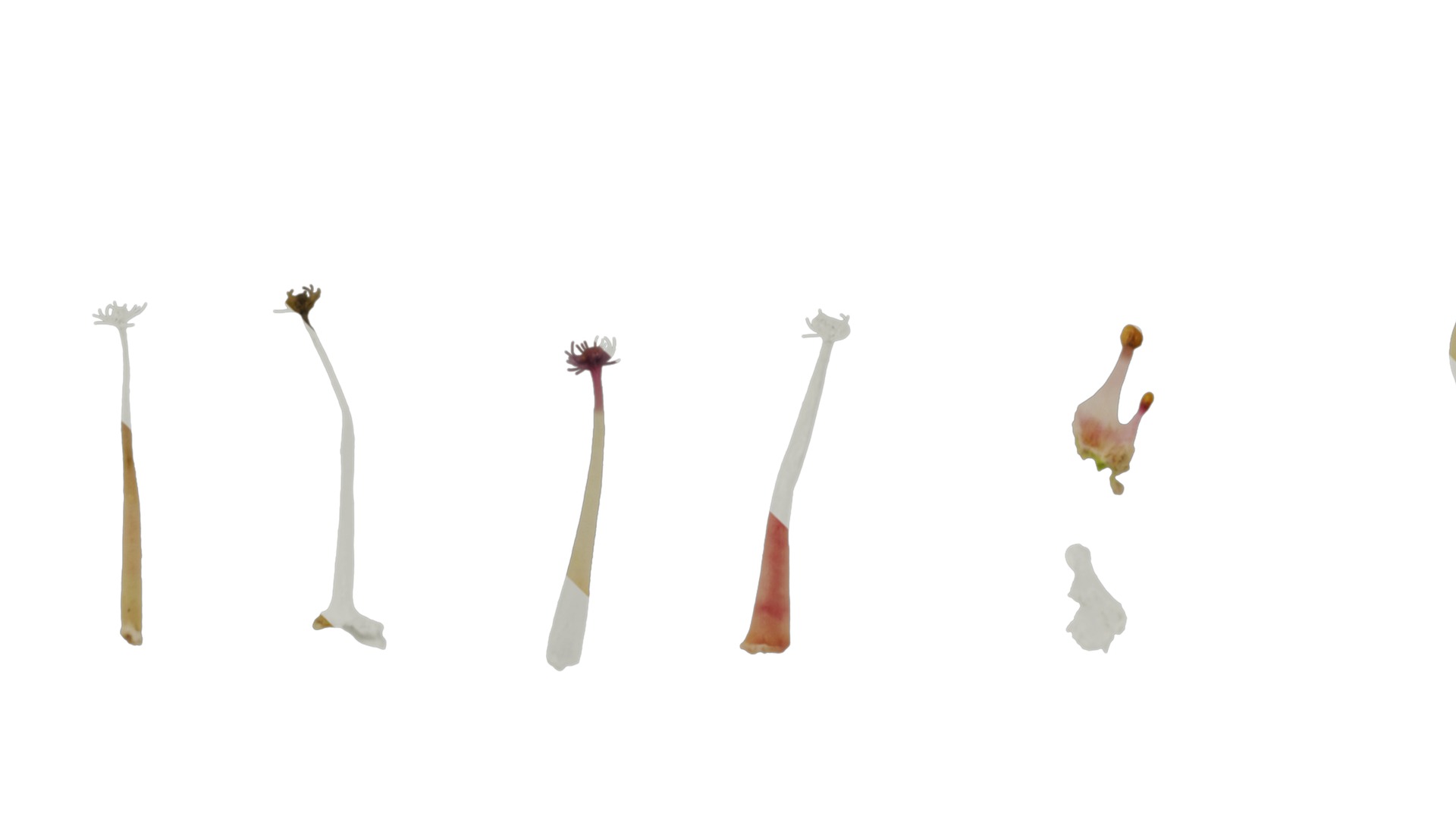 Anydrafts Chamelaucium uncinatum Flower 03 Texture_5