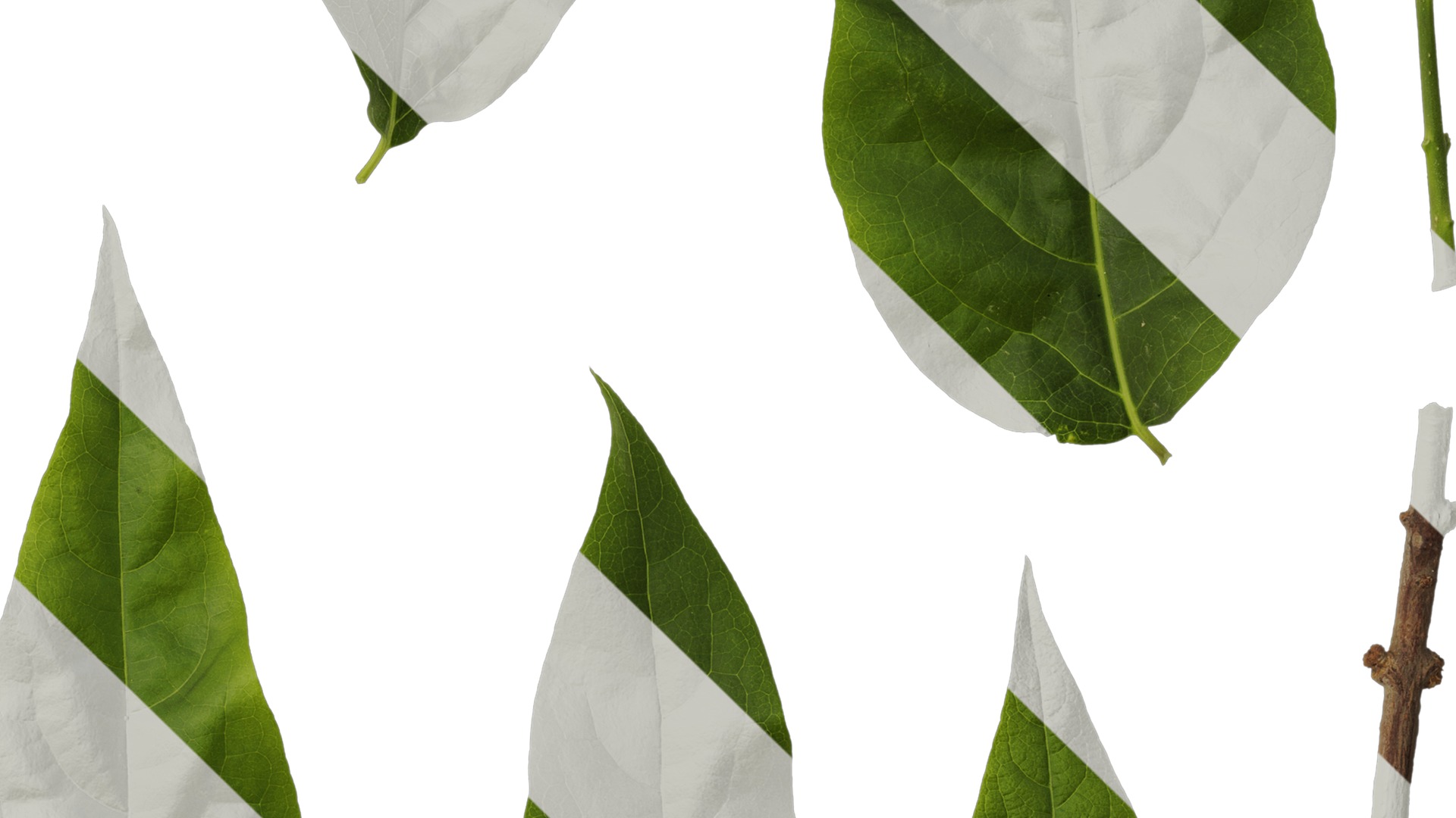 Anydrafts Chimonanthus praecox Leaf 07 Texture_4