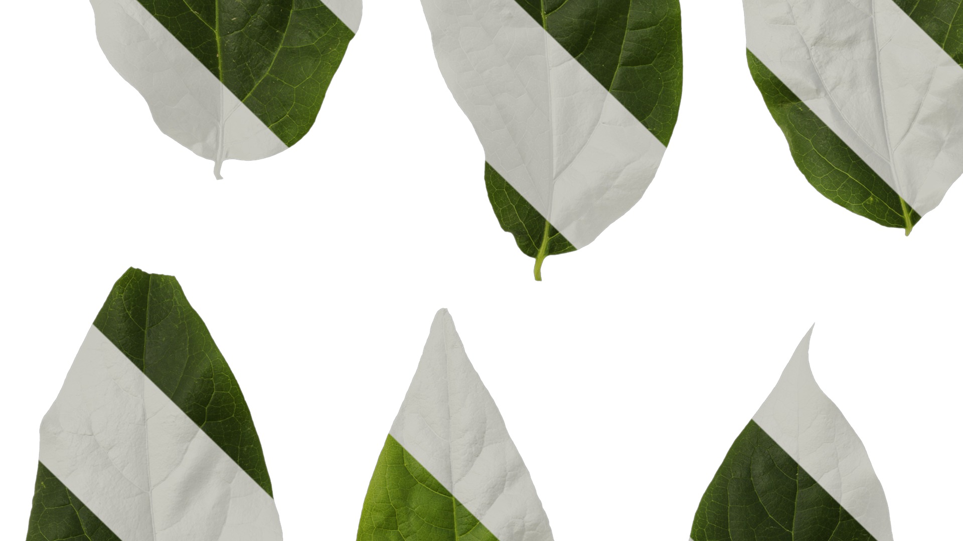 Anydrafts Chimonanthus praecox Leaf 07 Texture_3