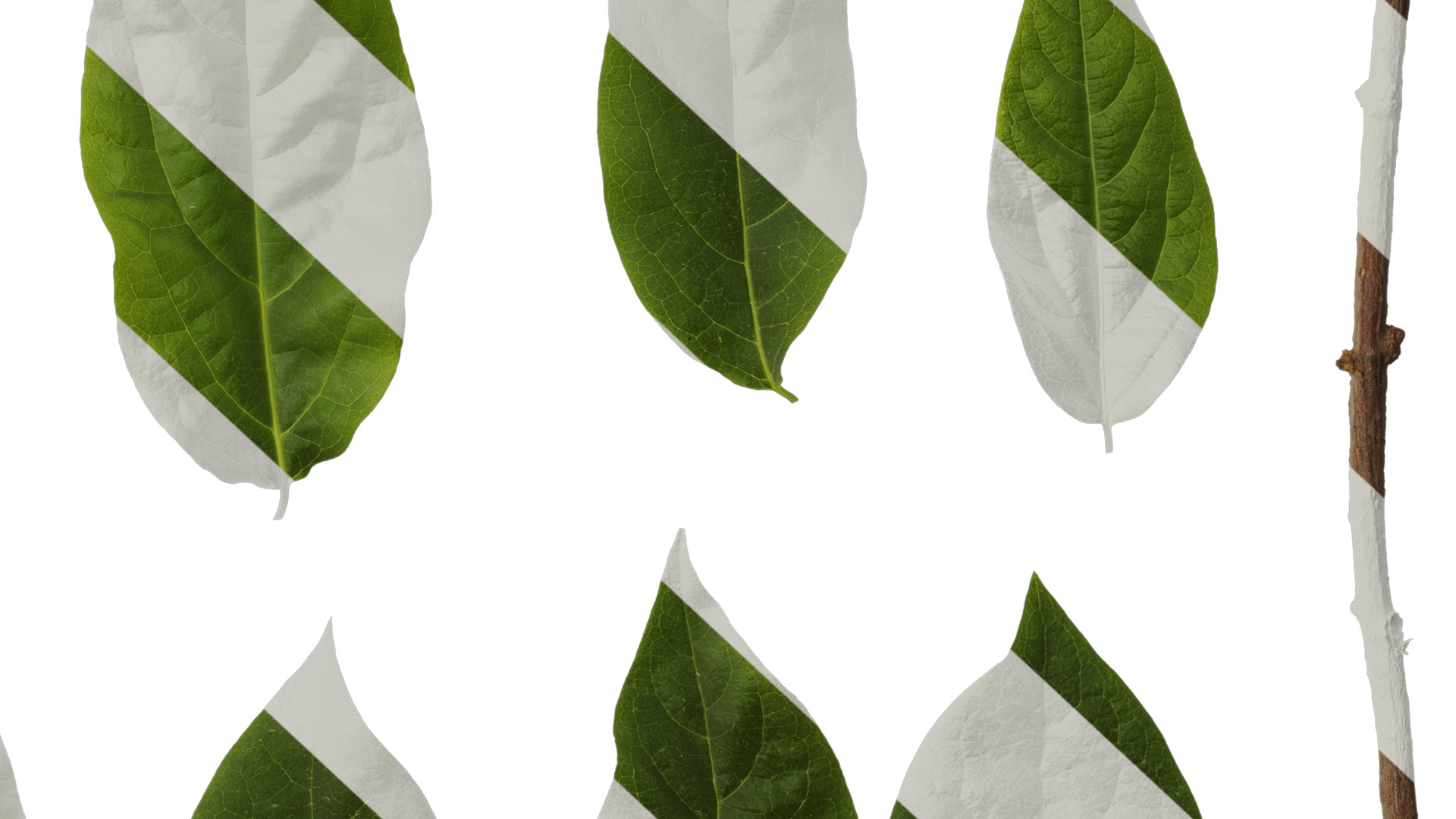 Anydrafts Chimonanthus praecox Leaf 07 Texture_6