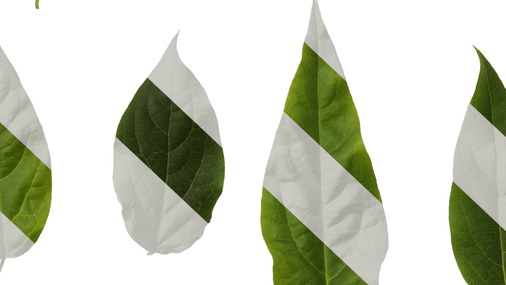 Anydrafts Chimonanthus praecox Leaf 07 Texture_7