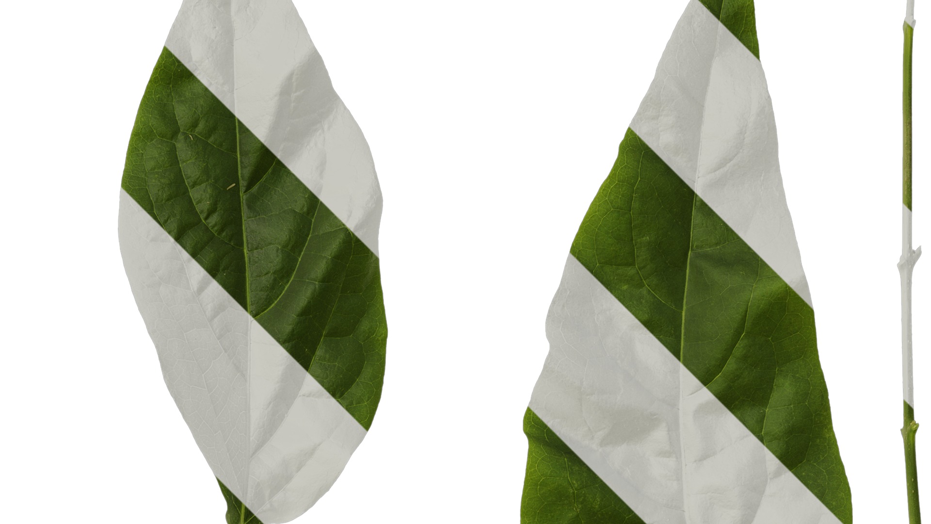 Anydrafts Chimonanthus praecox Leaf 07 Texture_2