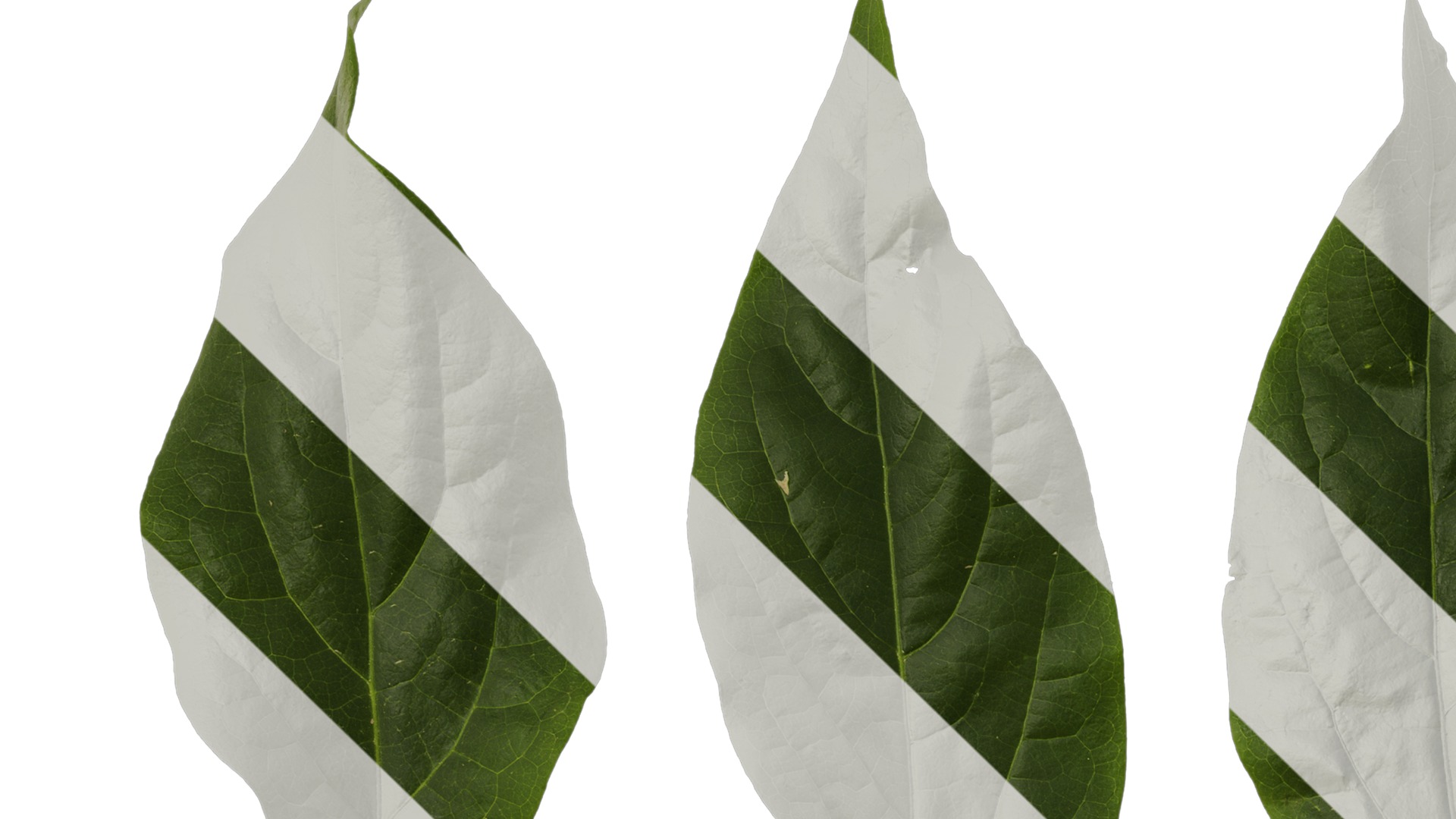 Anydrafts Chimonanthus praecox Leaf 07 Texture_1