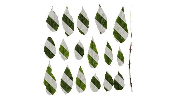 Anydrafts Chimonanthus praecox Leaf 07 Texture