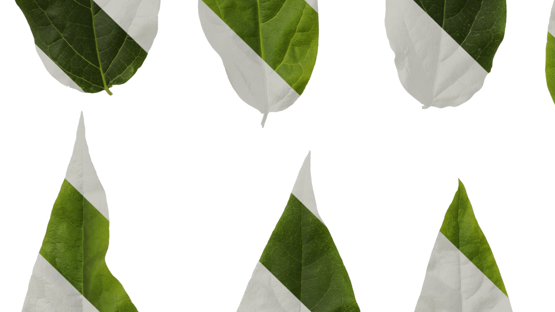 Anydrafts Chimonanthus praecox Leaf 07 Texture_5