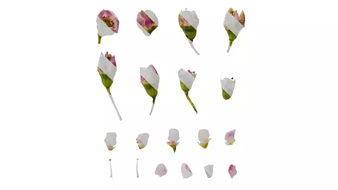 Anydrafts Chamelaucium uncinatum Flower 04