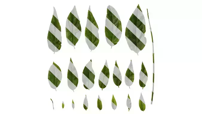 Anydrafts Chimonanthus praecox Leaf 08