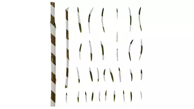 Anydrafts Chamelaucium uncinatum Leaf 03