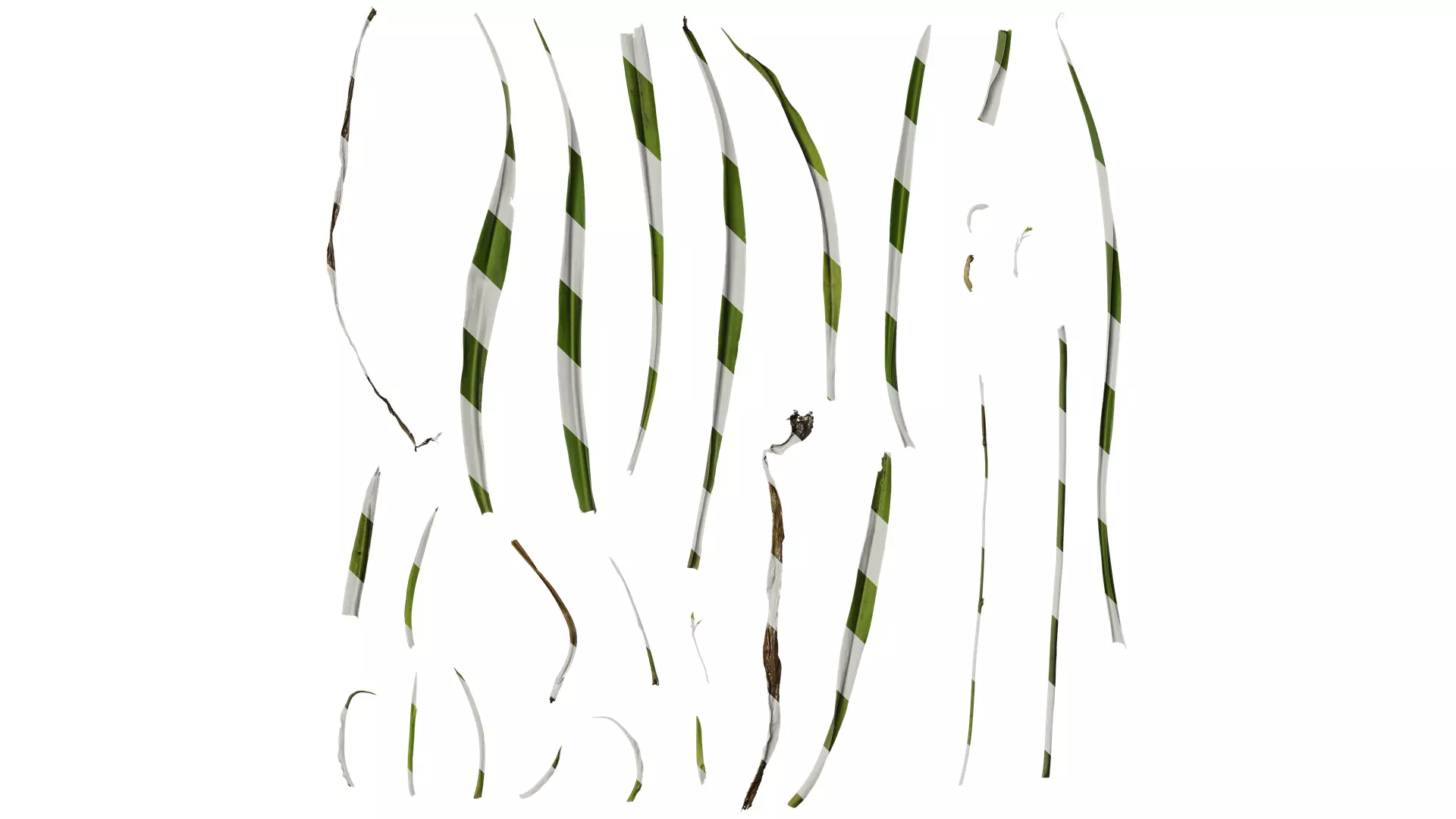 Anydrafts Chlorophytum malayense Leaf 01 Texture