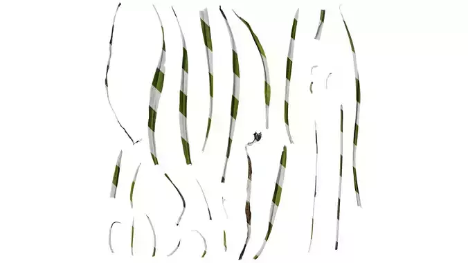 Anydrafts Chlorophytum malayense Leaf 01